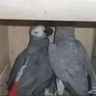 مطلوب عدد 3 اجواز كاسكو منتجة