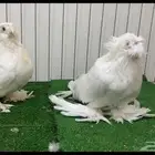 حمام بخاره