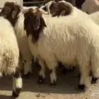 احجز اضحيتك الآن