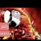 فندقه وترويض وتوليف وعياده بيطرية جميع الطيور