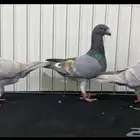 حمام هومر