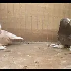 حمام بخاره