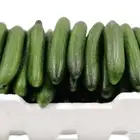 الي عنده خيار او طماطم يتواصل معي