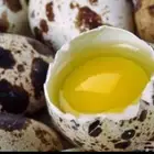 بيض سمان مخصب