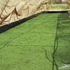 ازولا رخيصص