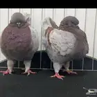 حمام مودينا أمريكي