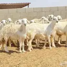 رخال صنف جذعات وثنوات