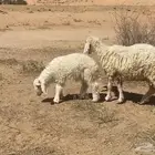 نعيميه مطفل