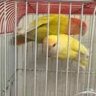 طيور روز منتجة