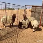 2نعيم معهن 3