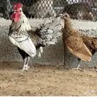 السلام عليكم ورحمة الله