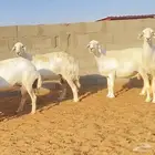 غنم حريات حرش متابيع