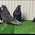 حمام دمستك