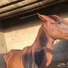 فرس شعبيه