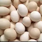 للبيع بيض بلدي طازج الطبق 25 ريال