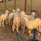 المظيلف
