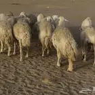 غنم مراح صنف الصنف فواخر. تم البيع
