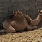 قعود طيب جدا