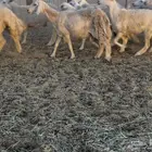 رخال دفيع مراح واحد