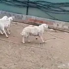 فحل حري سديس