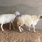 حريات دفيع ( تم البيع )