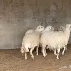 حريات حيل مقفله ( تم البيع )
