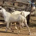 مشاريع فحول بيشيه