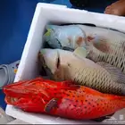 رحلات بحرية بياضة صيد