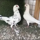 حمام سوري بولندي