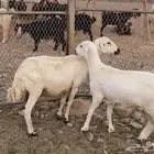 ضان مولده