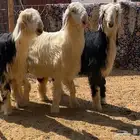 للبيع طليان نجد جبره