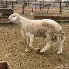 مقاني ذبائح وكل شي موجود هنا اهل جده ومكه وحوله