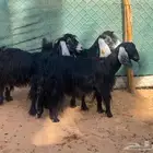 معزا حليب للبيع