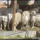 6 حريات مضاريع ودفيع
