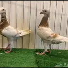 حمام هومر نوادر