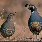 سمان كاليفورنيا
