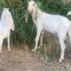 بانجابيات