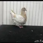 حمام فرش