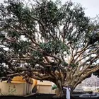 شتلات الرقاع المعمره