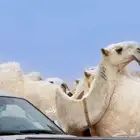 شبك للبيع في سوق المجمعه الماشيه
