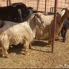 معزا صفر
