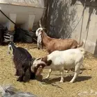 الرياض الزويليات