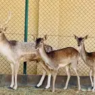 نوادر للبيع