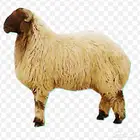 قسط ذبيحتك مع تمارا