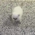 قط مفقود على من يجده الاتصال بي