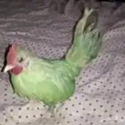 بغبغاء كويتي
