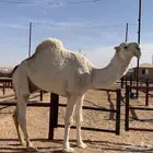 البعير الباتلي المنتج ولد الارخم