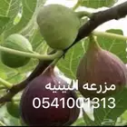 شتلات تين للبيع