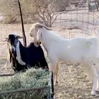 جنوب الطايف