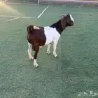 الارشاويه